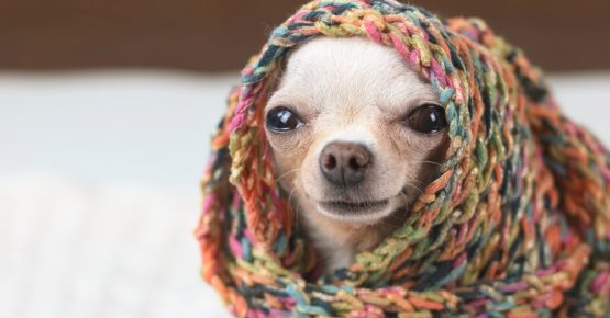A little dog rugged up